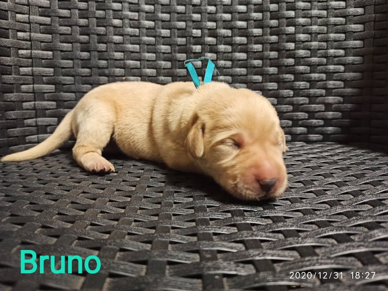 Chovatelská stanice labradorů Polepy u Kolína