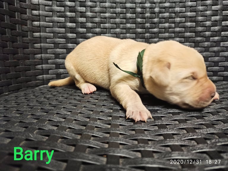 Chovatelská stanice labradorů Polepy u Kolína