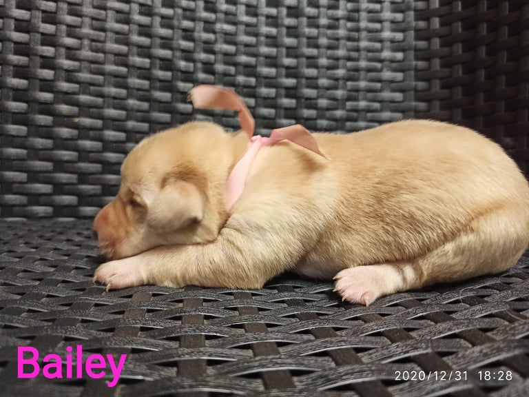 Chovatelská stanice labradorů Polepy u Kolína