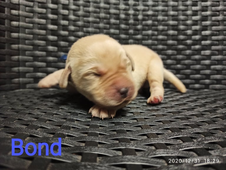 Chovatelská stanice labradorů Polepy u Kolína