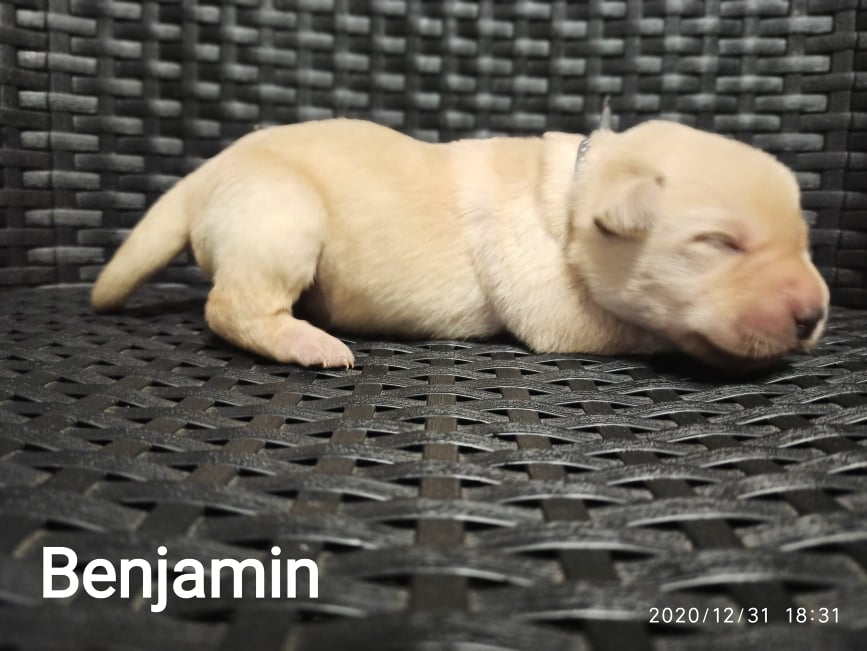 Chovatelská stanice labradorů Polepy u Kolína