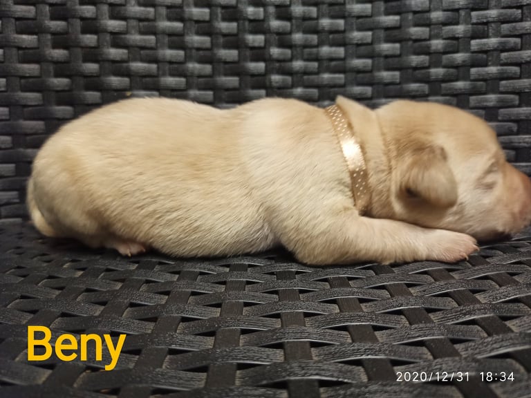 Chovatelská stanice labradorů Polepy u Kolína