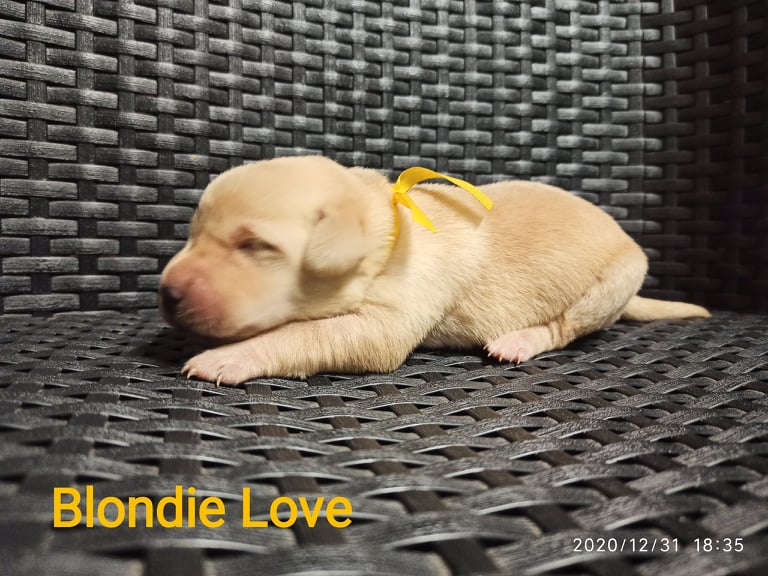 Chovatelská stanice labradorů Polepy u Kolína