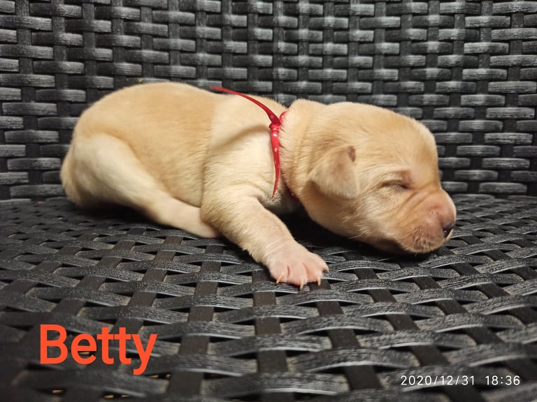 Chovatelská stanice labradorů Polepy u Kolína