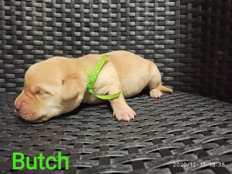 Chovatelská stanice labradorů Polepy u Kolína