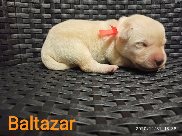 Chovatelská stanice labradorů Polepy u Kolína
