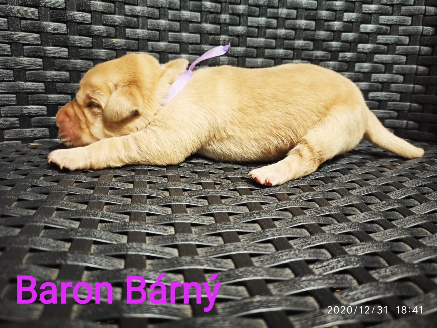 Chovatelská stanice labradorů Polepy u Kolína