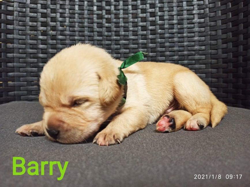 Chovatelská stanice labradorů Polepy u Kolína