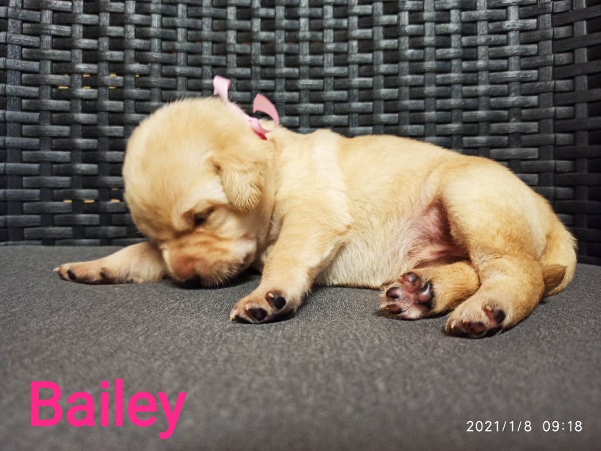 Chovatelská stanice labradorů Polepy u Kolína