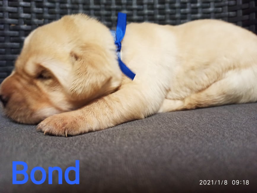 Chovatelská stanice labradorů Polepy u Kolína