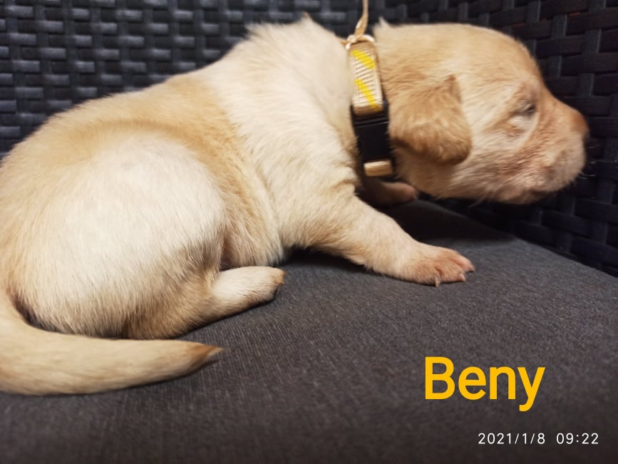 Chovatelská stanice labradorů Polepy u Kolína
