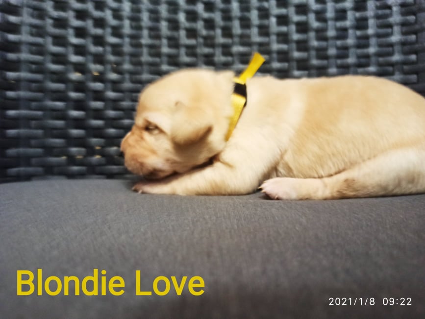 Chovatelská stanice labradorů Polepy u Kolína