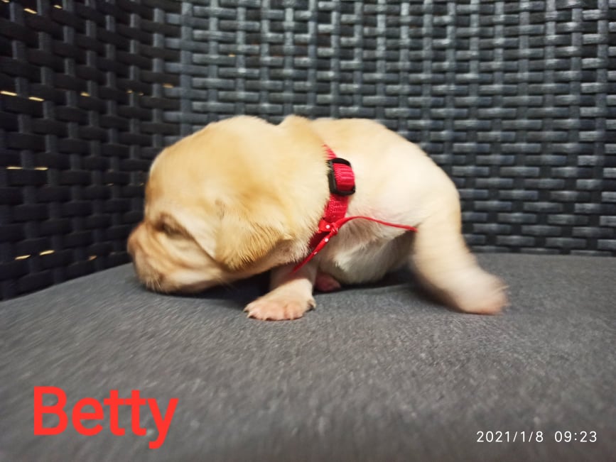 Chovatelská stanice labradorů Polepy u Kolína