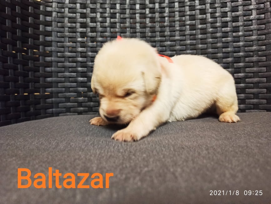 Chovatelská stanice labradorů Polepy u Kolína