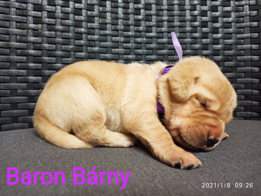 Chovatelská stanice labradorů Polepy u Kolína