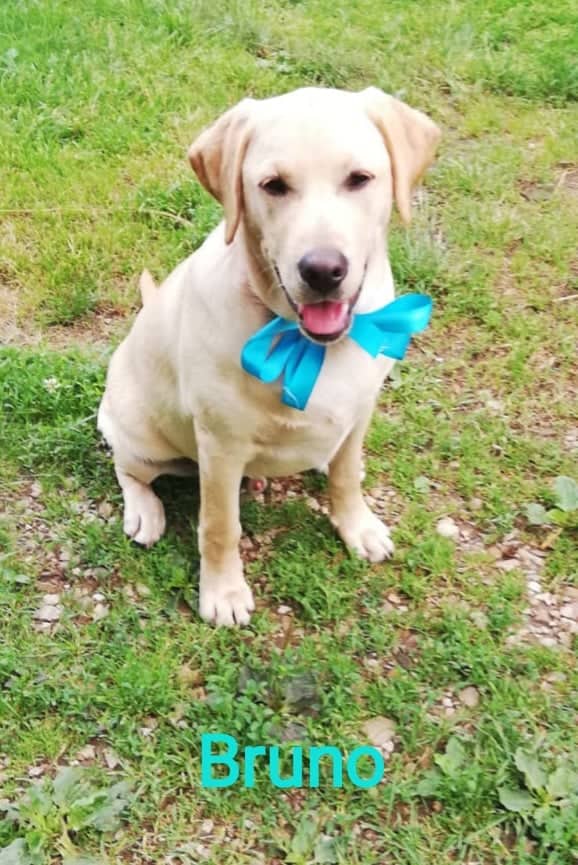 Chovatelská stanice labradorů Polepy u Kolína