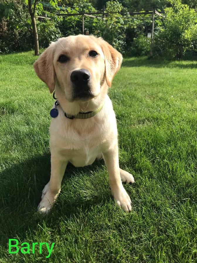 Chovatelská stanice labradorů Polepy u Kolína