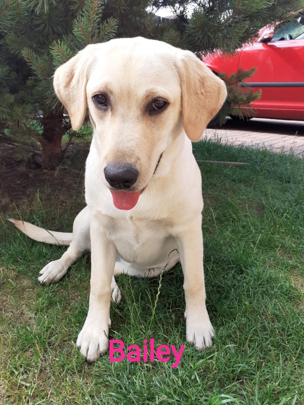 Chovatelská stanice labradorů Polepy u Kolína