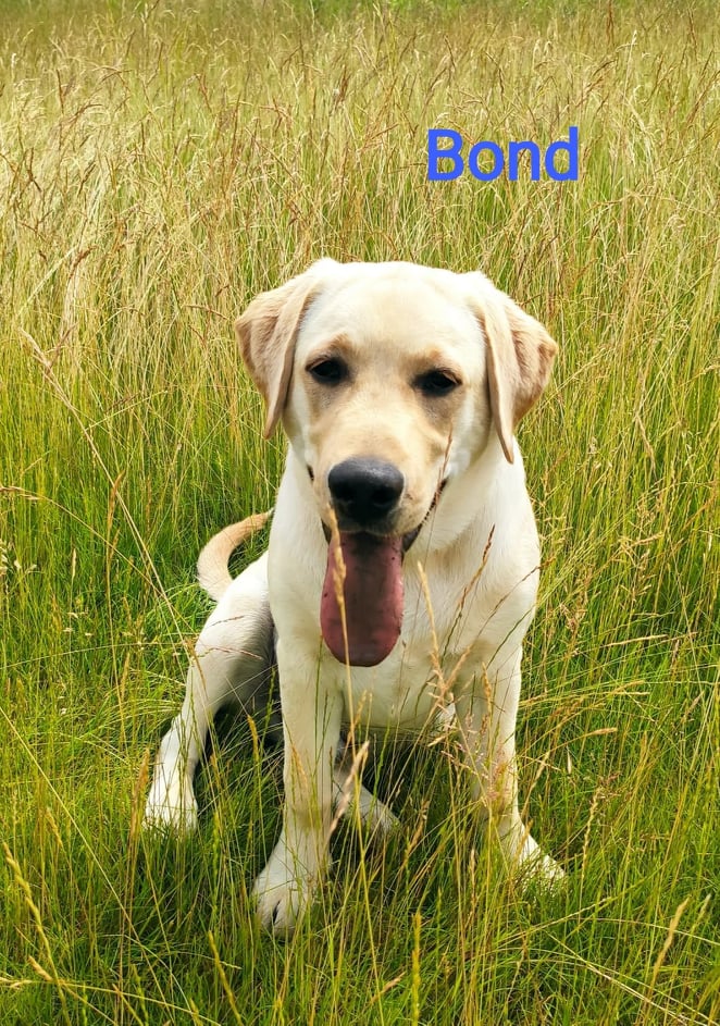 Chovatelská stanice labradorů Polepy u Kolína