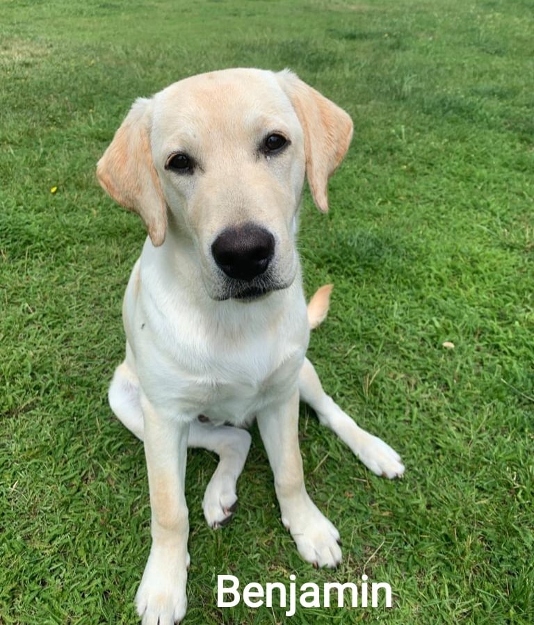 Chovatelská stanice labradorů Polepy u Kolína