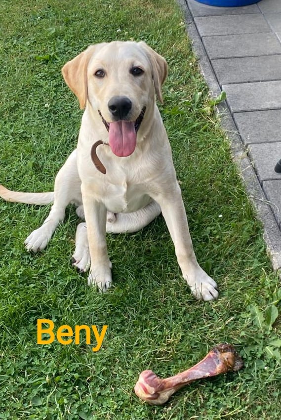 Chovatelská stanice labradorů Polepy u Kolína