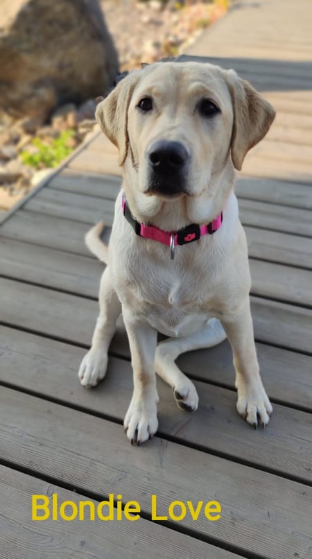 Chovatelská stanice labradorů Polepy u Kolína
