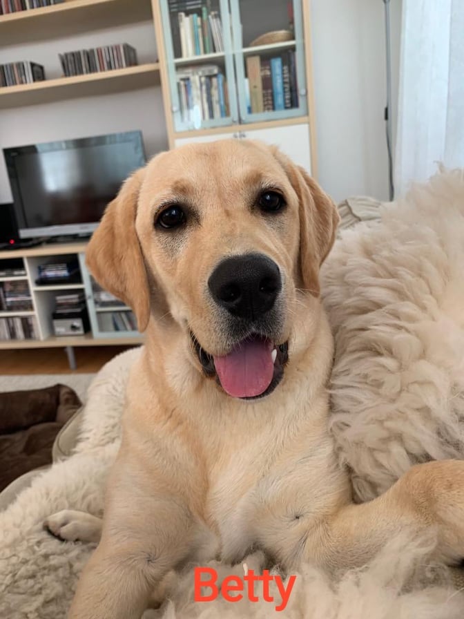 Chovatelská stanice labradorů Polepy u Kolína