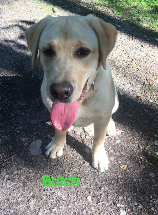 Chovatelská stanice labradorů Polepy u Kolína