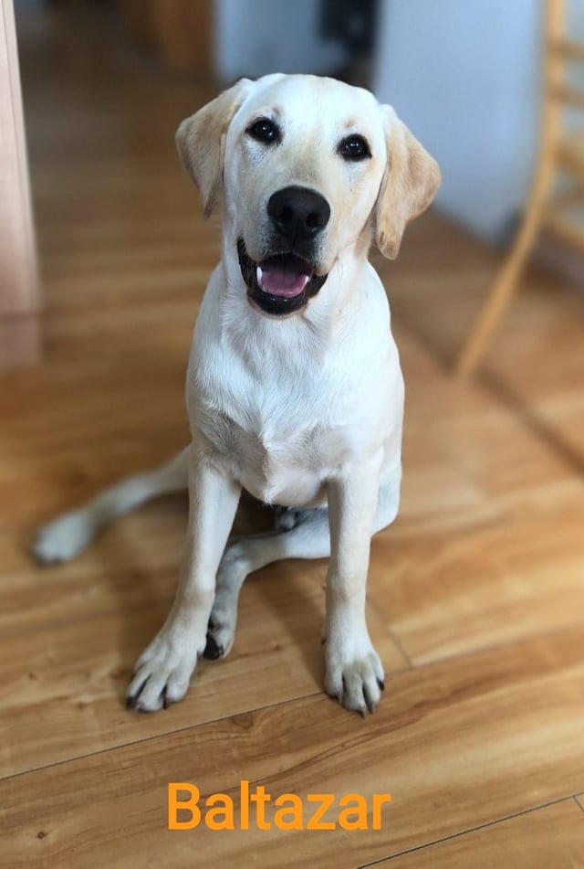Chovatelská stanice labradorů Polepy u Kolína
