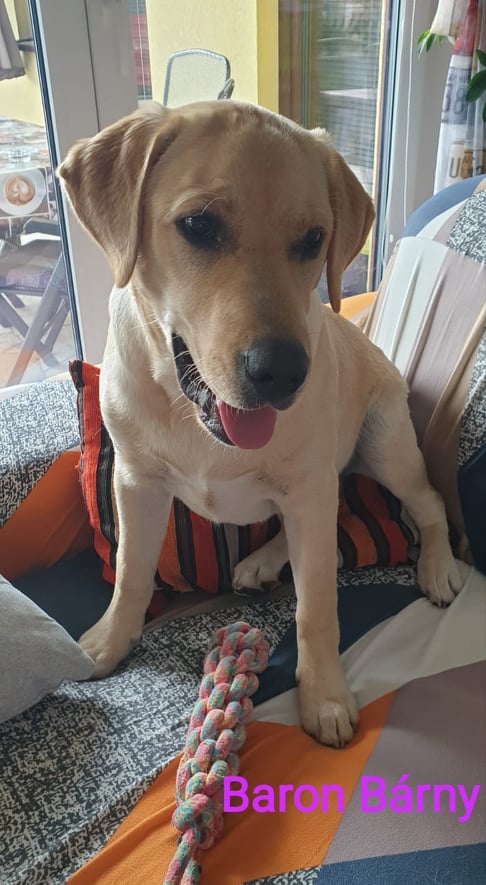 Chovatelská stanice labradorů Polepy u Kolína