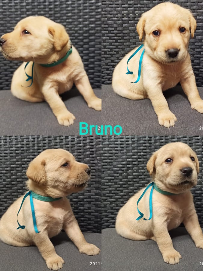 Chovatelská stanice labradorů Polepy u Kolína