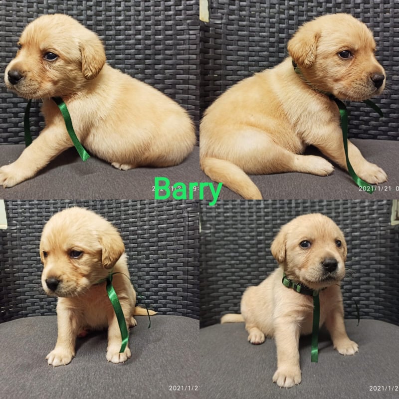 Chovatelská stanice labradorů Polepy u Kolína