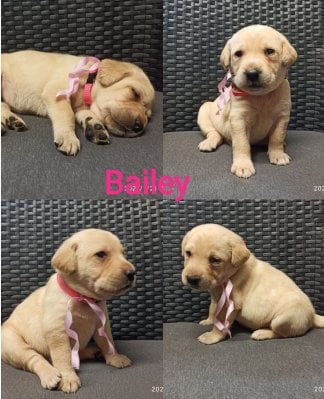 Chovatelská stanice labradorů Polepy u Kolína