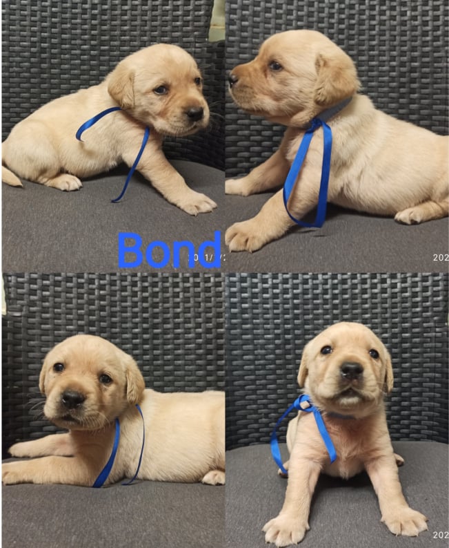 Chovatelská stanice labradorů Polepy u Kolína