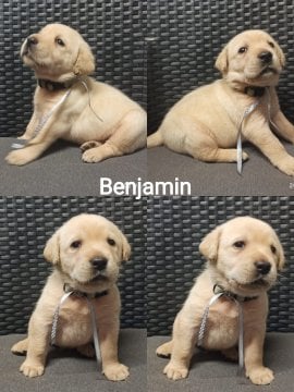 Chovatelská stanice labradorů Polepy u Kolína
