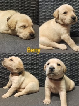 Chovatelská stanice labradorů Polepy u Kolína