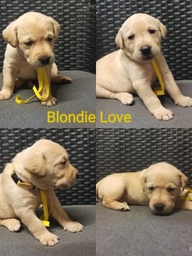 Chovatelská stanice labradorů Polepy u Kolína