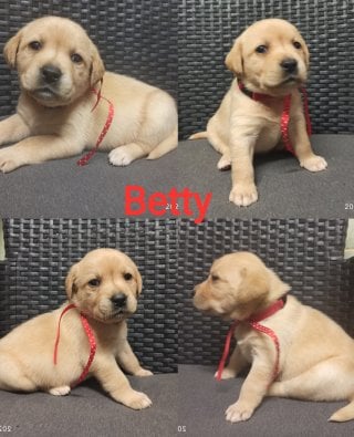 Chovatelská stanice labradorů Polepy u Kolína