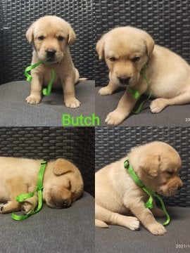Chovatelská stanice labradorů Polepy u Kolína