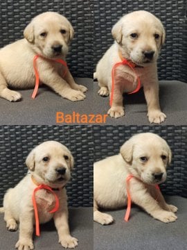 Chovatelská stanice labradorů Polepy u Kolína