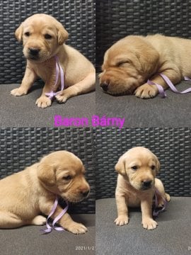 Chovatelská stanice labradorů Polepy u Kolína