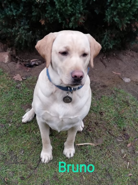 Chovatelská stanice labradorů Polepy u Kolína