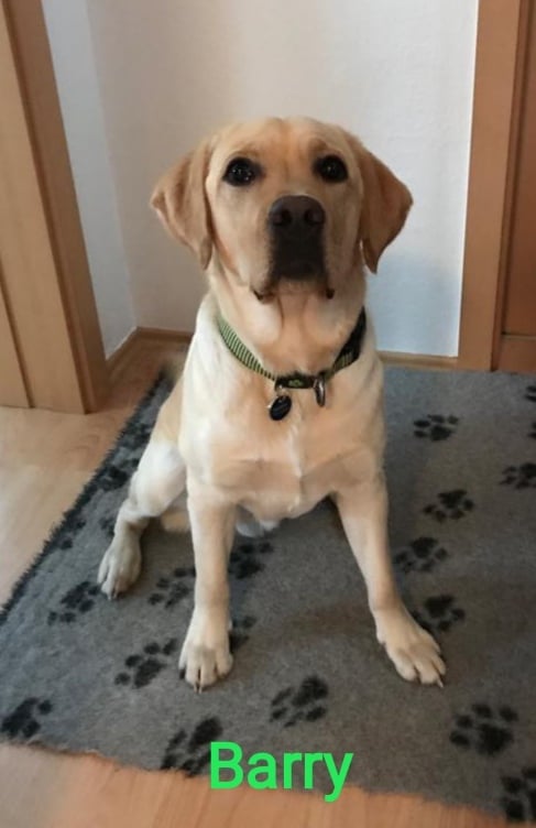 Chovatelská stanice labradorů Polepy u Kolína