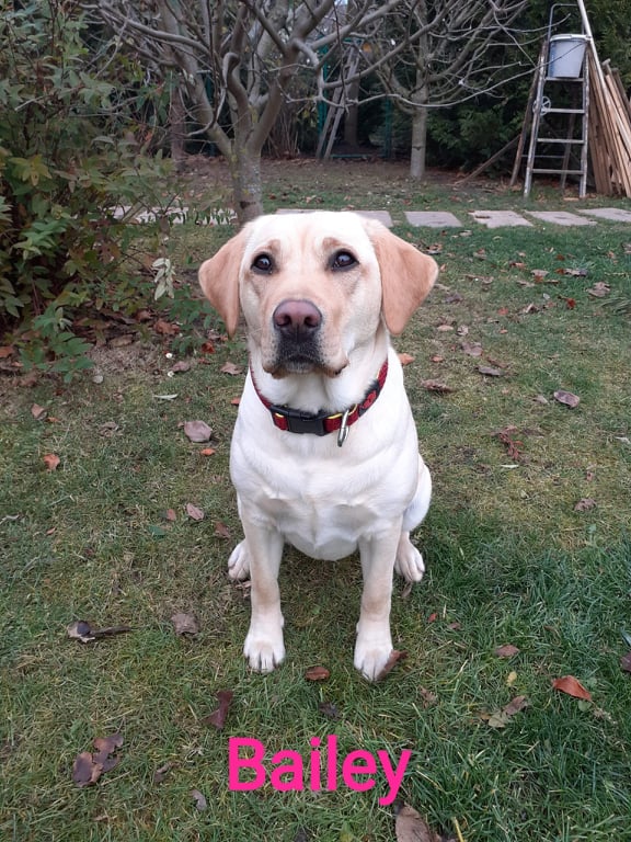 Chovatelská stanice labradorů Polepy u Kolína