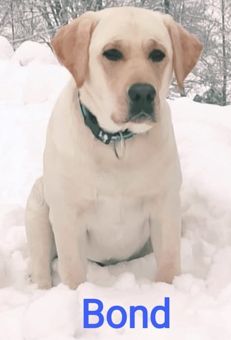 Chovatelská stanice labradorů Polepy u Kolína