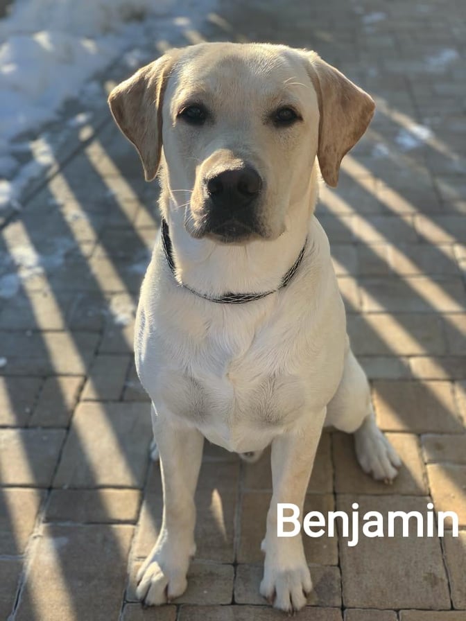Chovatelská stanice labradorů Polepy u Kolína