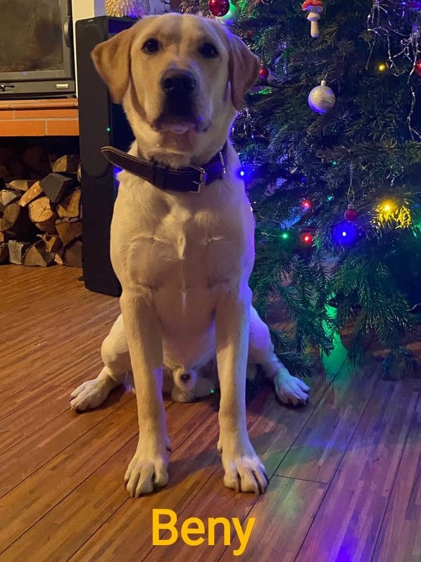 Chovatelská stanice labradorů Polepy u Kolína