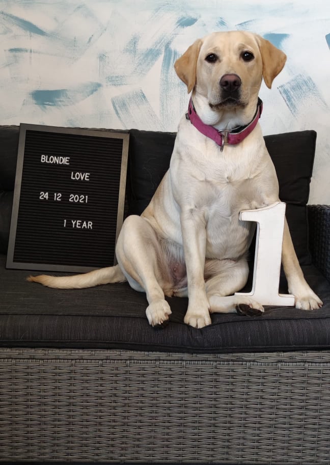 Chovatelská stanice labradorů Polepy u Kolína