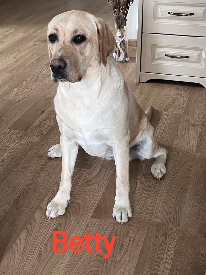 Chovatelská stanice labradorů Polepy u Kolína