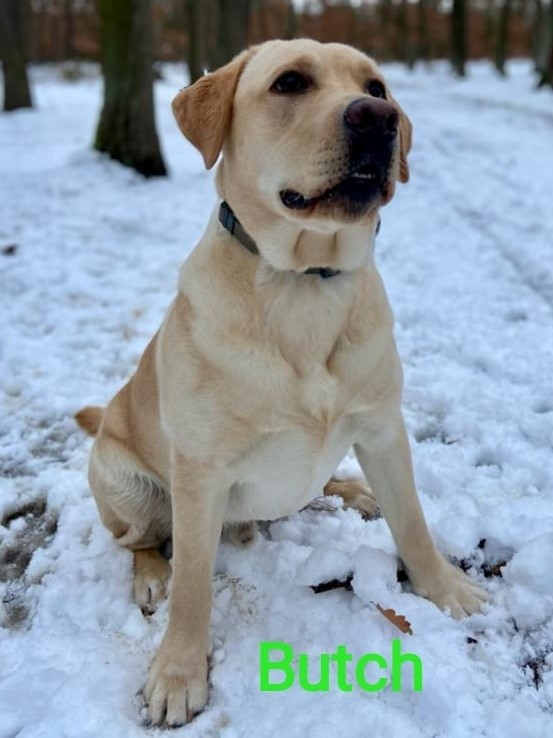 Chovatelská stanice labradorů Polepy u Kolína